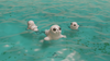 Seal Fidget Keychain